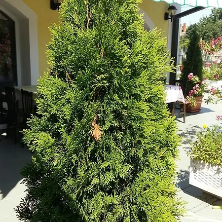 House * Asvanyraro